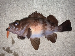 メバルの釣果