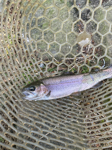 ニジマスの釣果