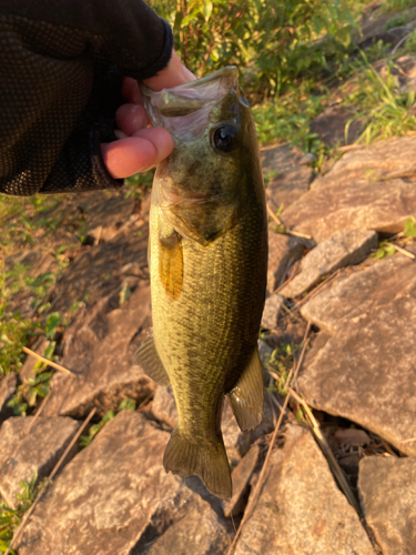 ラージマウスバスの釣果