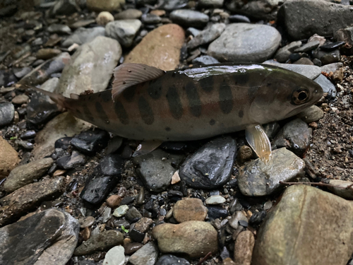 ヤマメの釣果