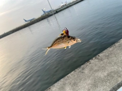 コトヒキの釣果