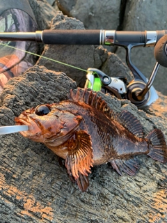 ムラソイの釣果