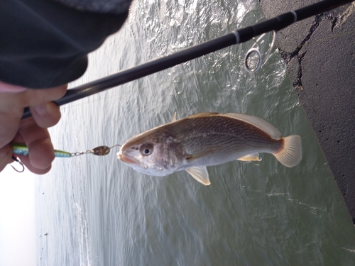 イシモチの釣果