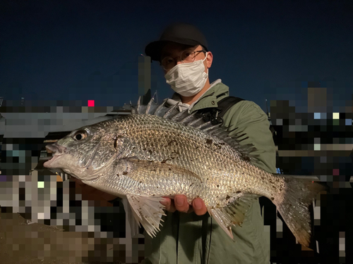 キビレの釣果