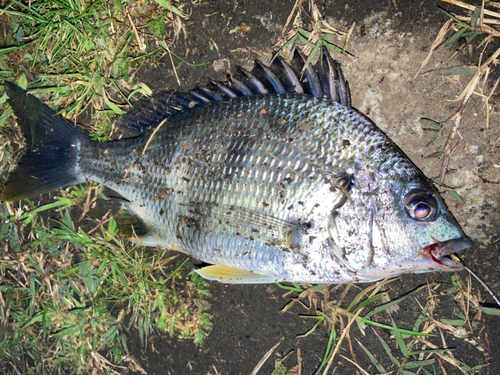 キビレの釣果