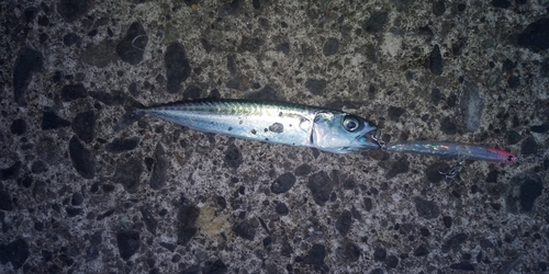 サバの釣果