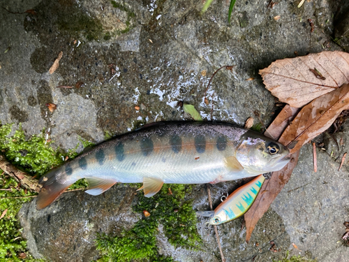 ヤマメの釣果