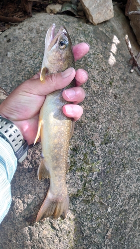 イワナの釣果