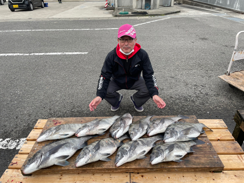 チヌの釣果