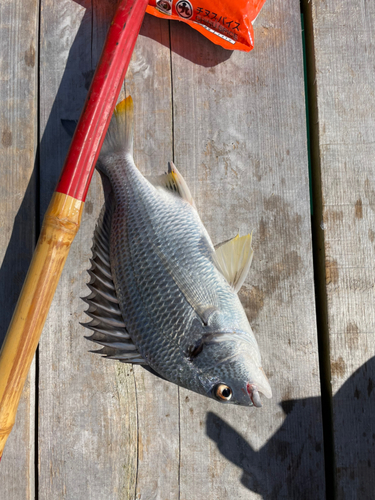 キビレの釣果