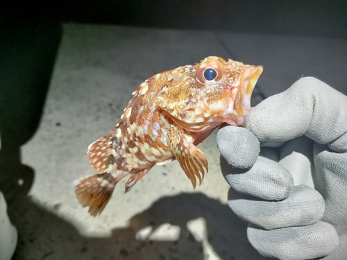 カサゴの釣果