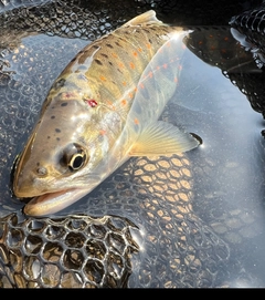 アマゴの釣果