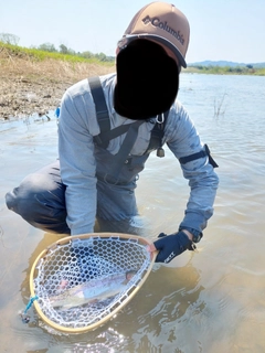 ニジマスの釣果