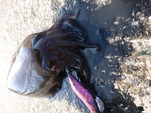 モンゴウイカの釣果