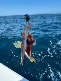 エソの釣果