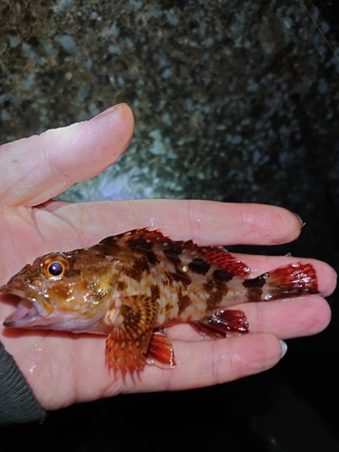 カサゴの釣果