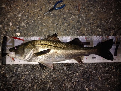 シーバスの釣果