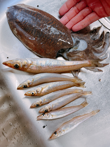 キスの釣果