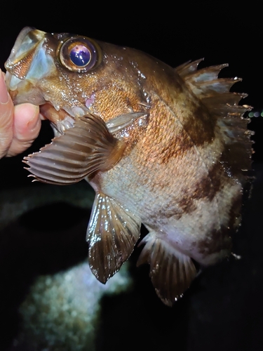 メバルの釣果