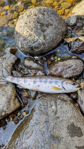 ヤマメの釣果