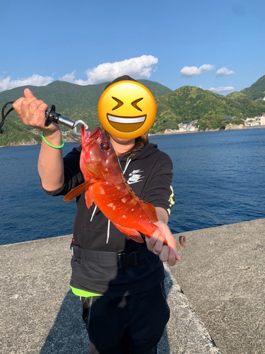 アカハタの釣果