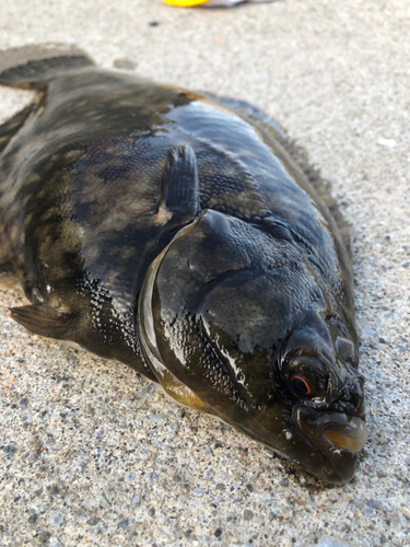 クロガシラガレイの釣果