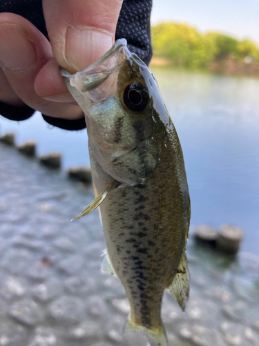 ラージマウスバスの釣果