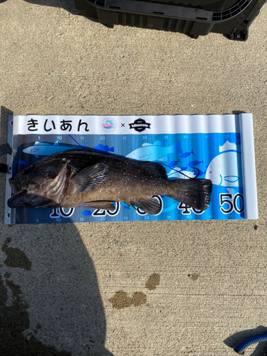 クロソイの釣果