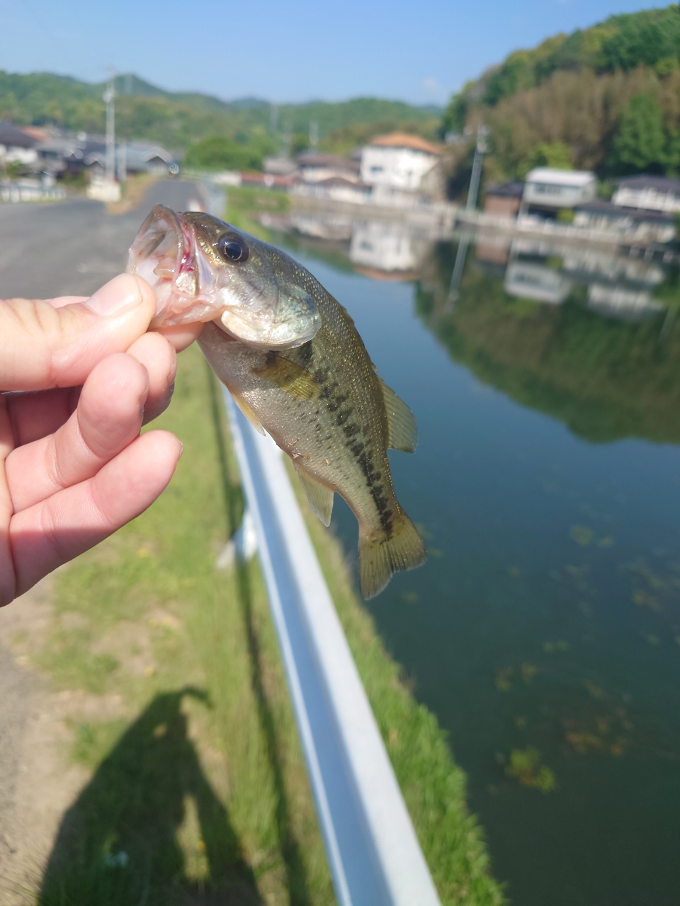 ブラックバス