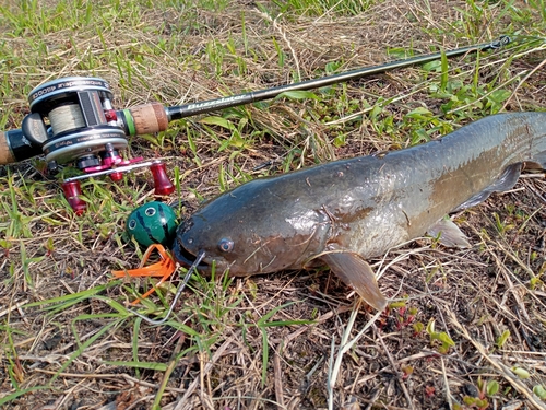 ナマズの釣果