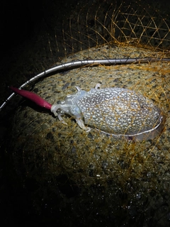 シリヤケイカの釣果