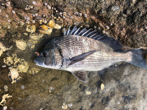 チヌの釣果