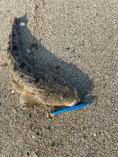 マゴチの釣果