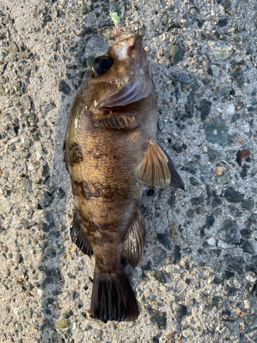 シロメバルの釣果