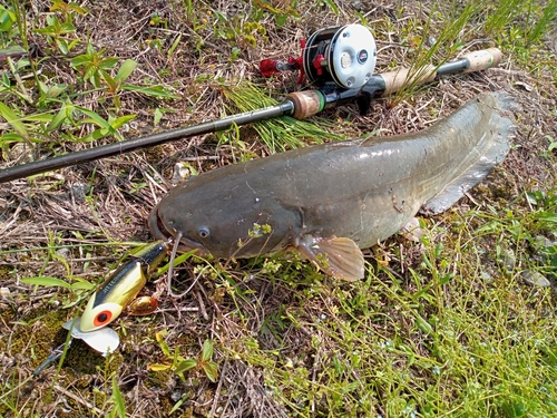 ナマズの釣果