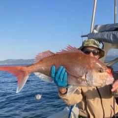 マダイの釣果