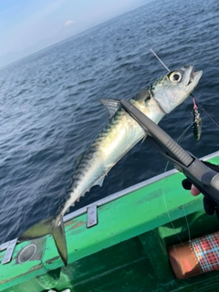 サバの釣果