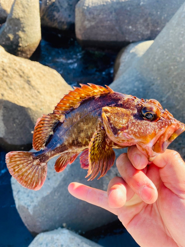 カサゴの釣果