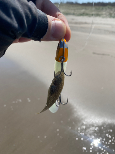 シタビラメの釣果