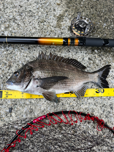 クロダイの釣果