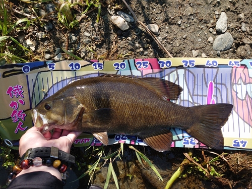 スモールマウスバスの釣果