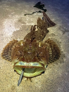 カジカの釣果