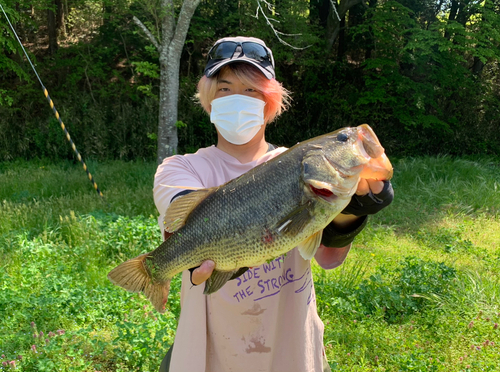 ブラックバスの釣果