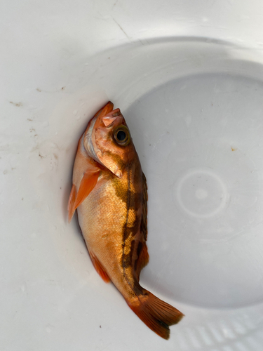 メバルの釣果