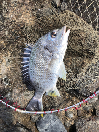 キビレの釣果