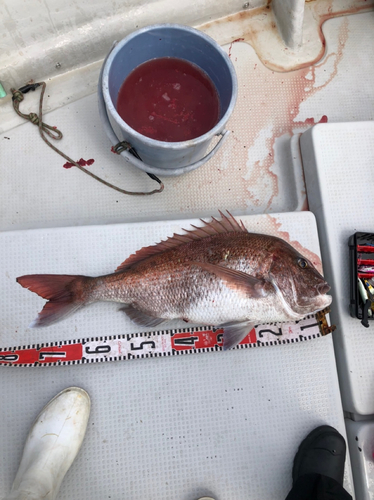 マダイの釣果