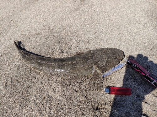 マゴチの釣果