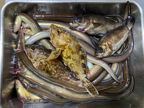 アナゴの釣果