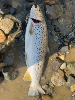 ブラウントラウトの釣果