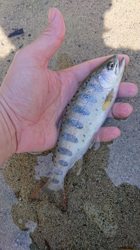 アマゴの釣果